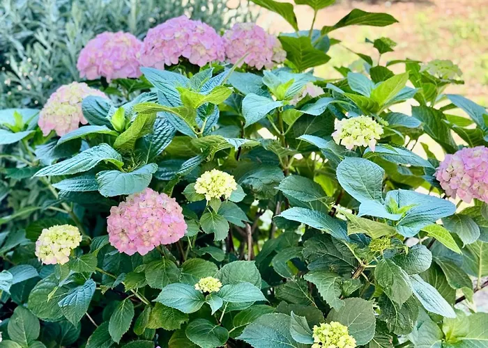 Maslina Цавтат